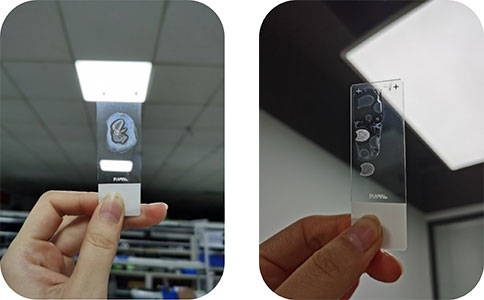 优发国际冰冻切片机切片实拍图